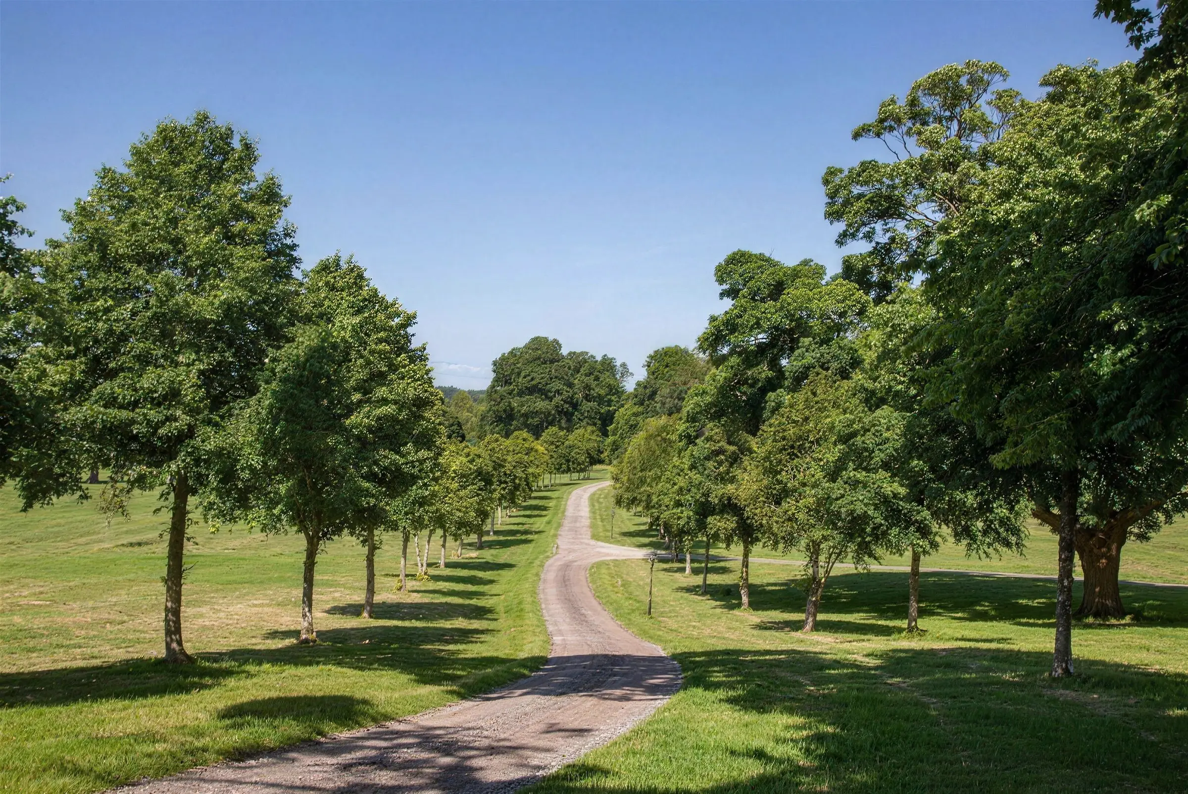 The private drive curving through parkland between young and mature trees