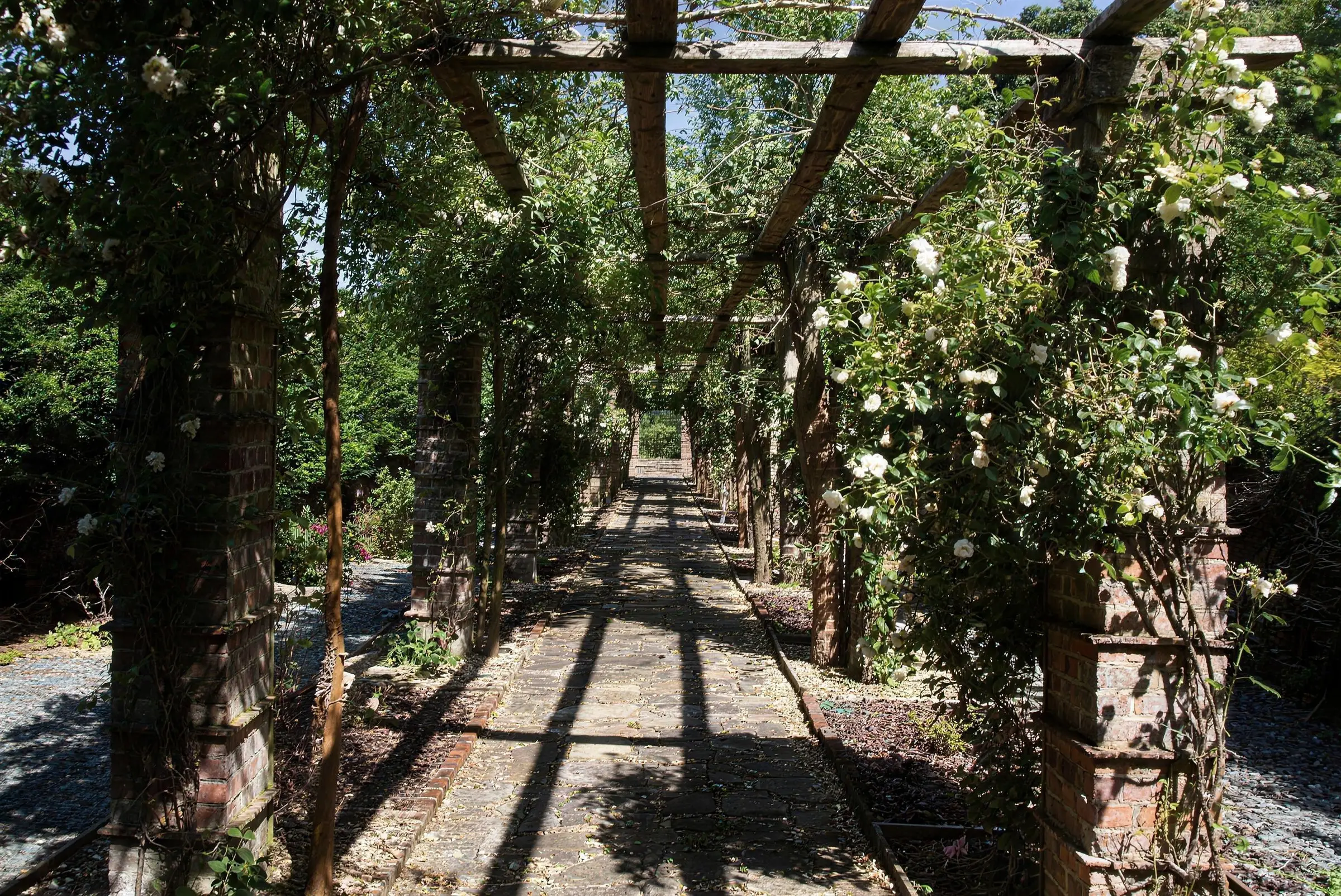 The brick and timber pergola walk, with climbing roses in flower